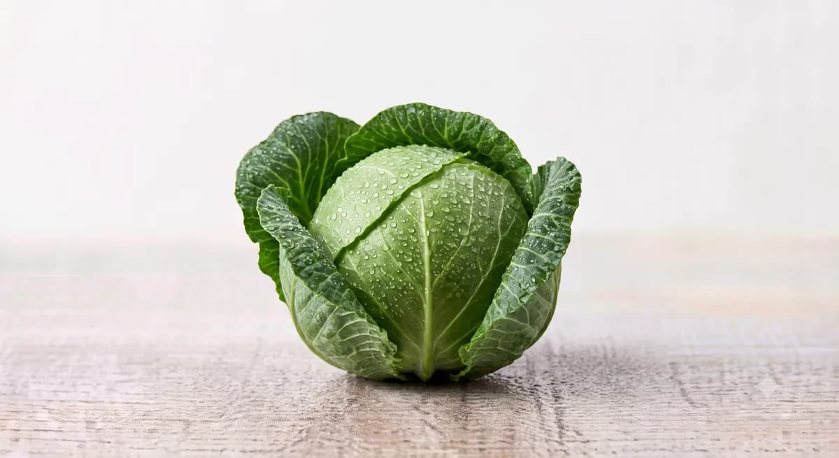 Cabbage